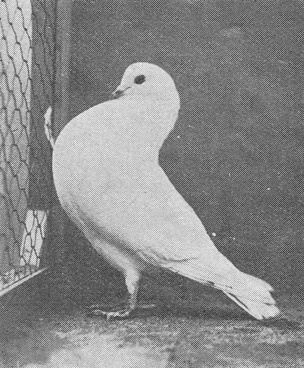 Gelders slenktype, foto van H. Logman Jr (1936)