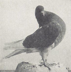 Gelders slenktype, foto van H. Logman jr. (1930)