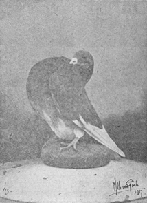 Groninger slenk, foto van C.S.Th. van Gink (1917)