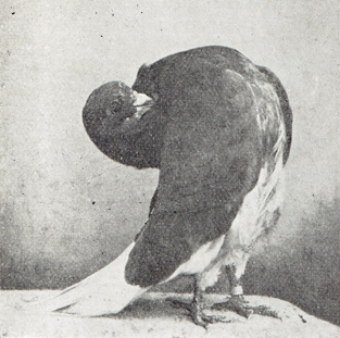 Groninger slenk, foto van C.S.Th. van Gink (1926)