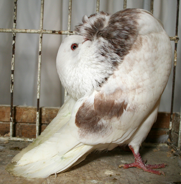 Groninger slenk