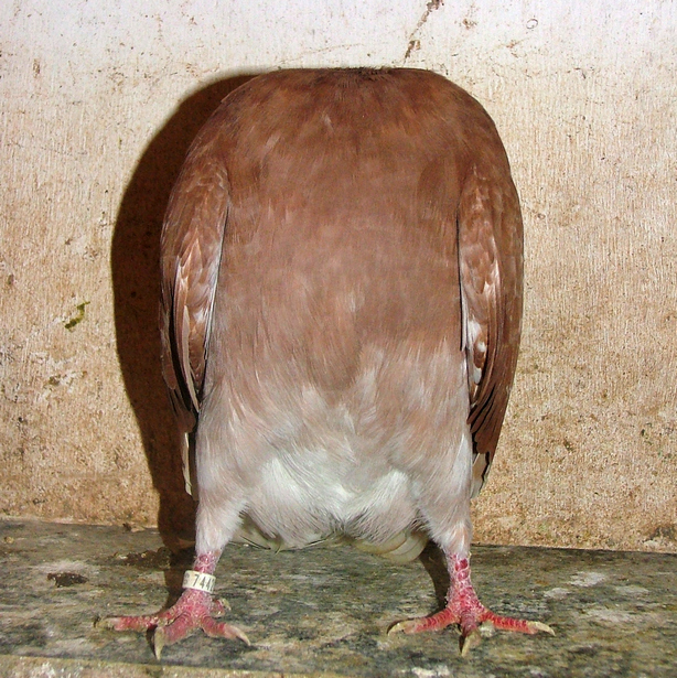 Groninger slenk