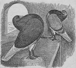 Oost-Friese slenkduiven (O. Graebner, 1920)