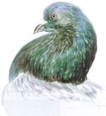 Kleurtekening van M. Felius (1995)
