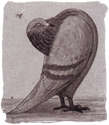 Groninger slenk, tekening van W.F. Hollander (ca. 1935)