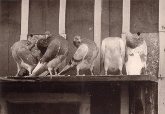 Slenken uit lang vervlogen tijden; vermoedelijk uit de jaren vijftig (Foto: J.H. Wieking)